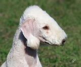 Bedlington Terrier AF061D-022